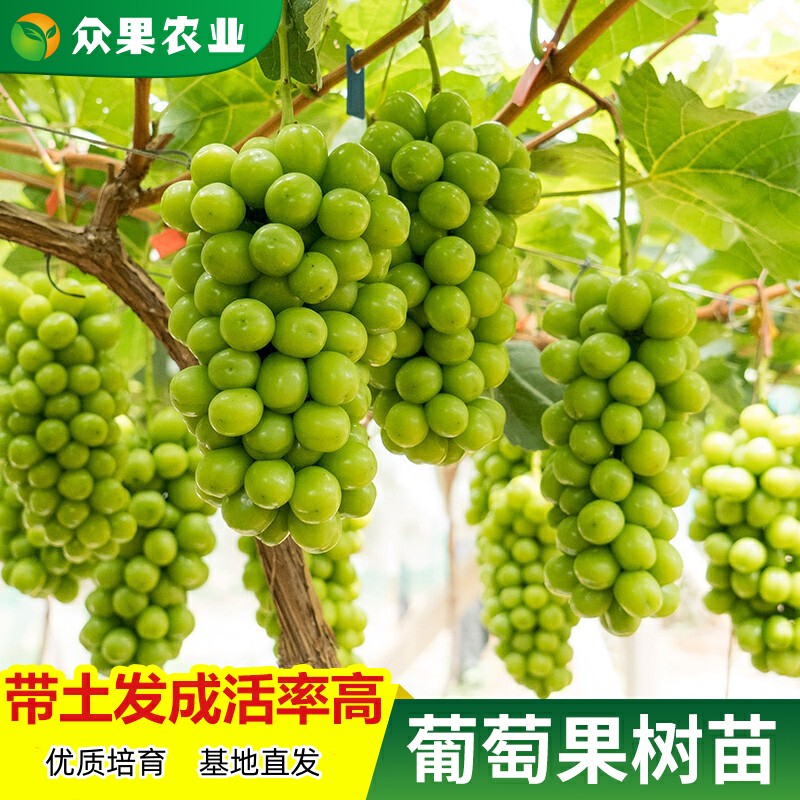 葡萄树苗阳光玫瑰无籽夏黑巨峰圆叶格威尔果树盆栽爬藤葡萄带土