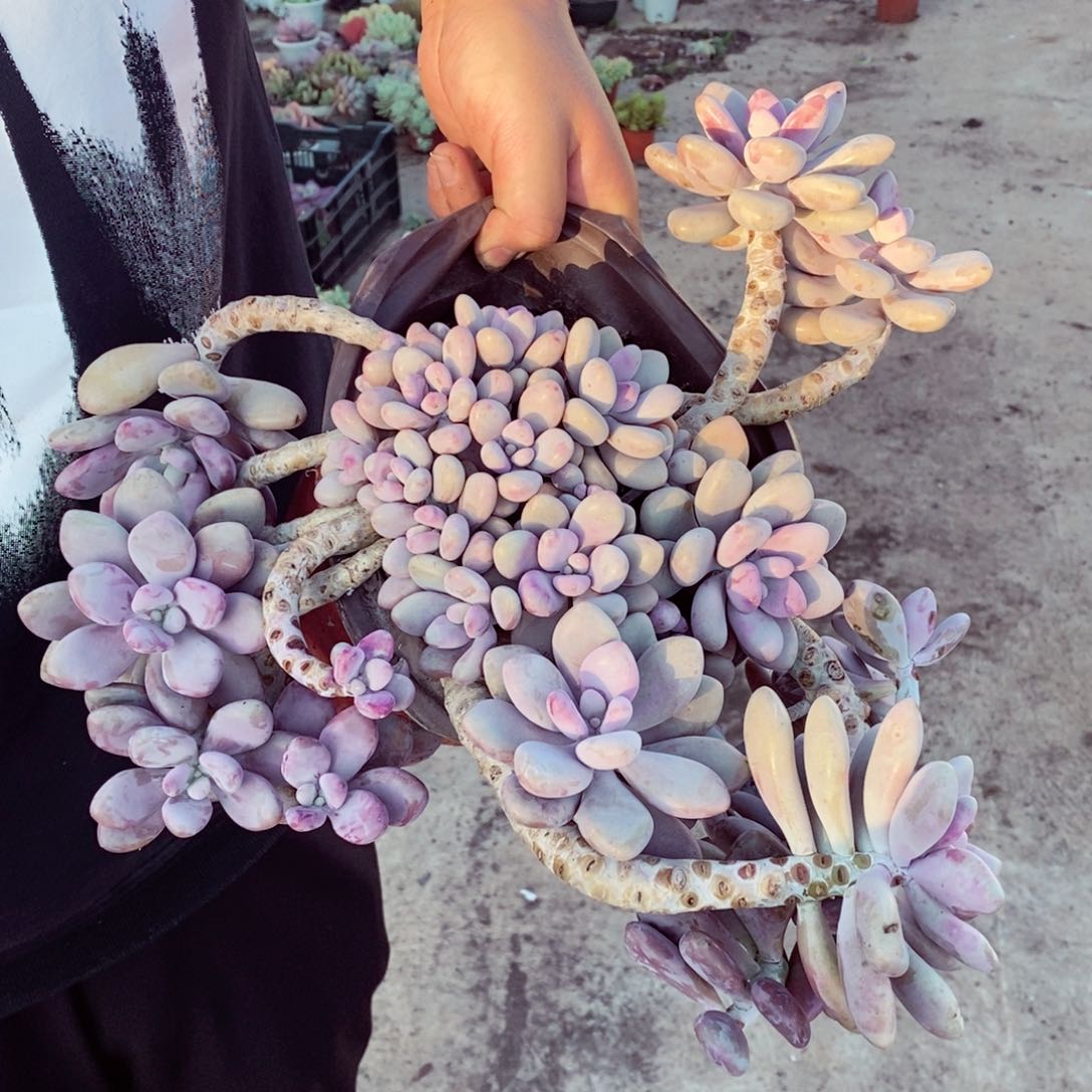 桃蛋超级大飘枝多肉植物