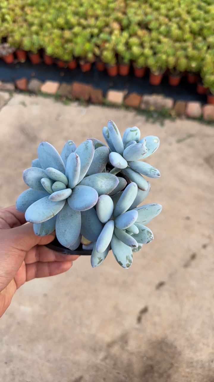 雪美人控养小老桩三头起