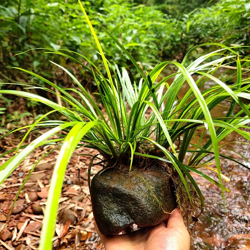石菖蒲野菖蒲草金钱水培石菖蒲附石菖蒲 植物盆景（一物一拍）