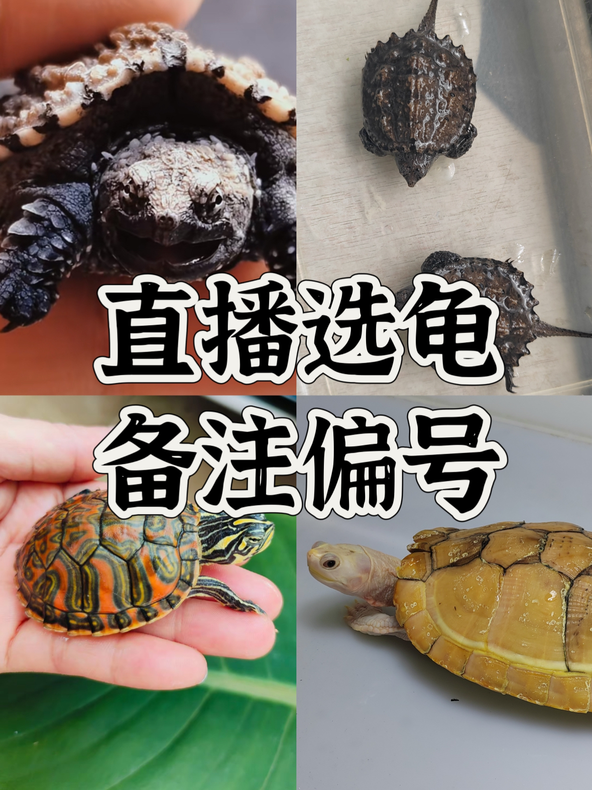 1.直播间选龟（私拍一律发饲料！）【收到货360度录视频】