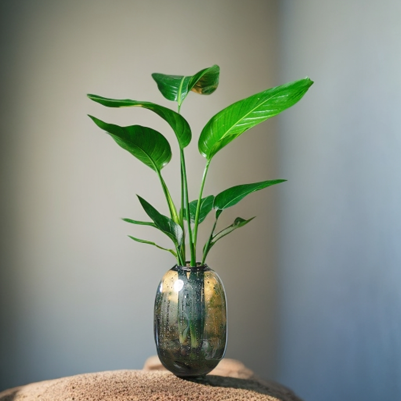 【买一送一】水培天堂鸟四季好养植物卧室客厅盆栽室内水培优美