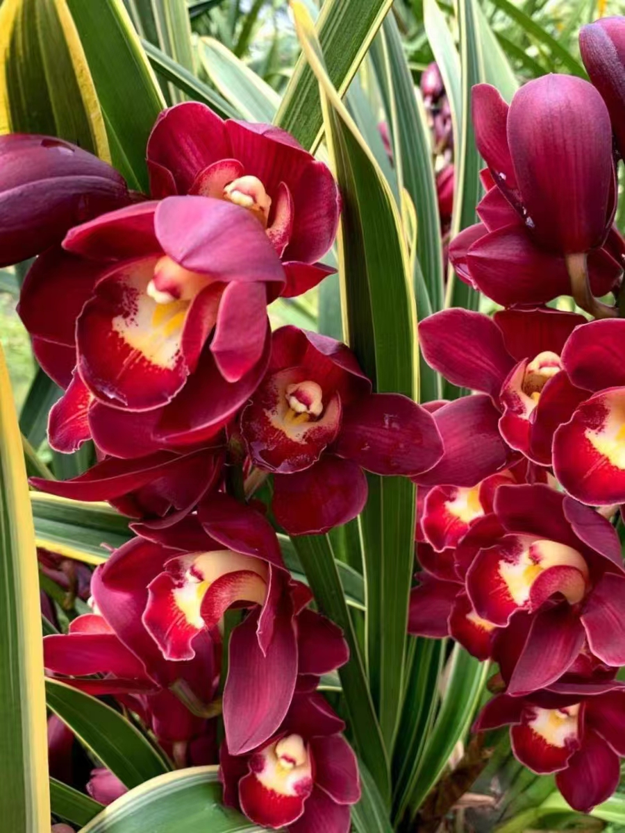 年宵花大花惠兰（大红袍）一物一拍