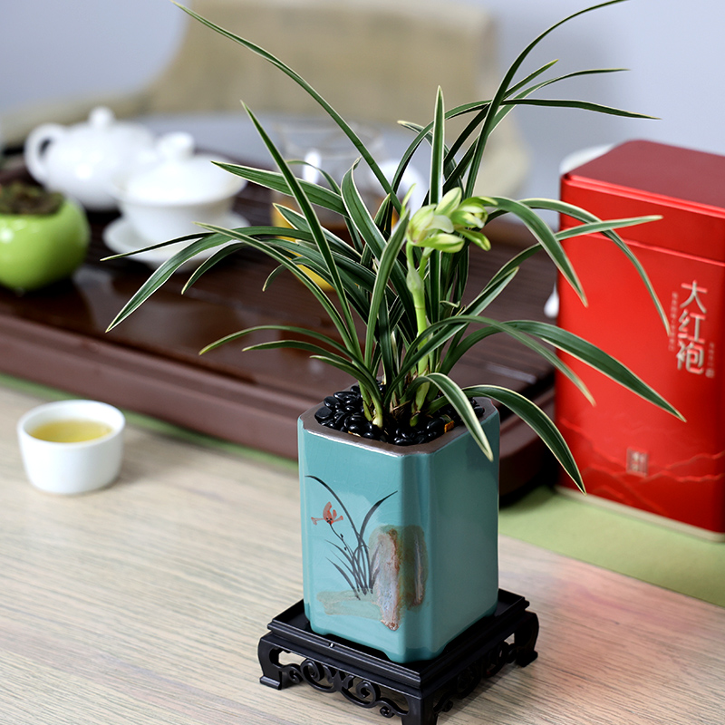 桌面盆栽【玉龙雪山】兰花春兰浓香带陶瓷好养花卉绿植办公雅盆景