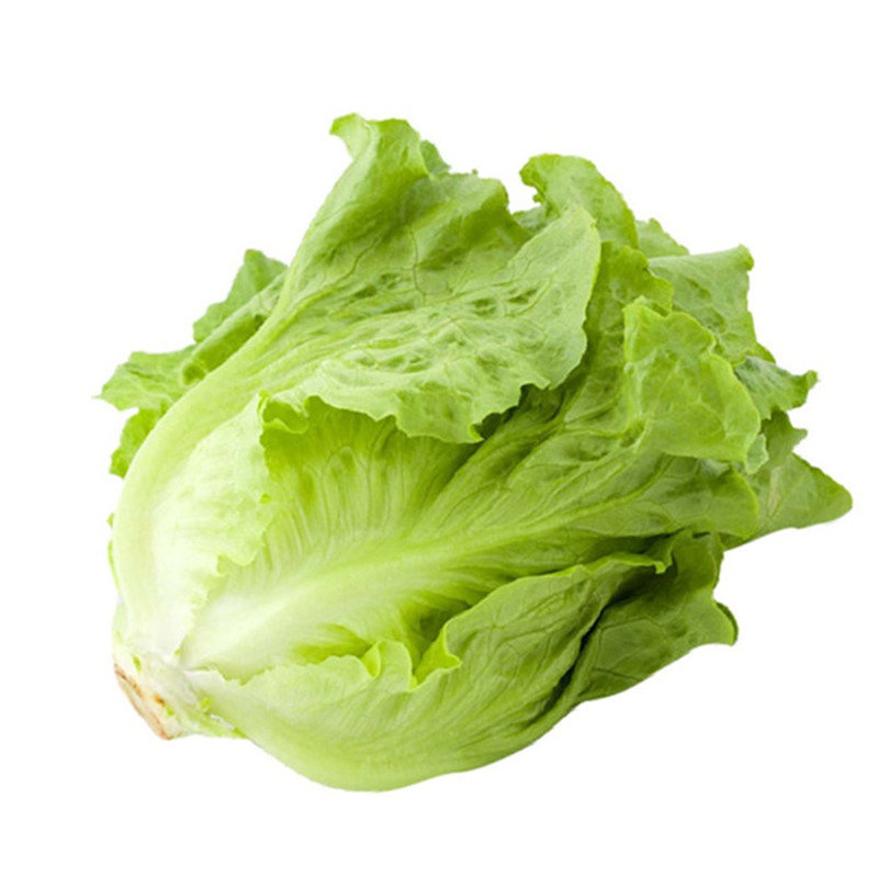 罗马生菜 约500g