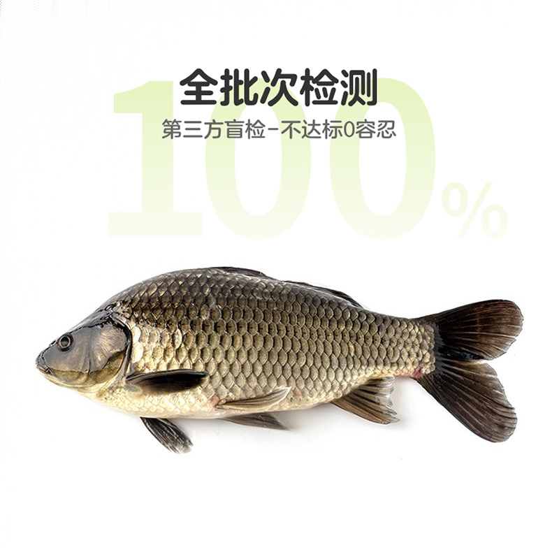鲜活黄金鲫鱼1条 约400g
