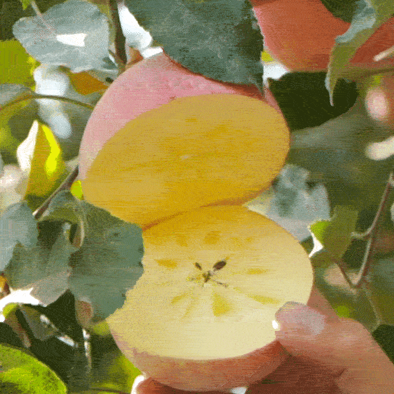 新疆阿克苏苹果4个 约900g