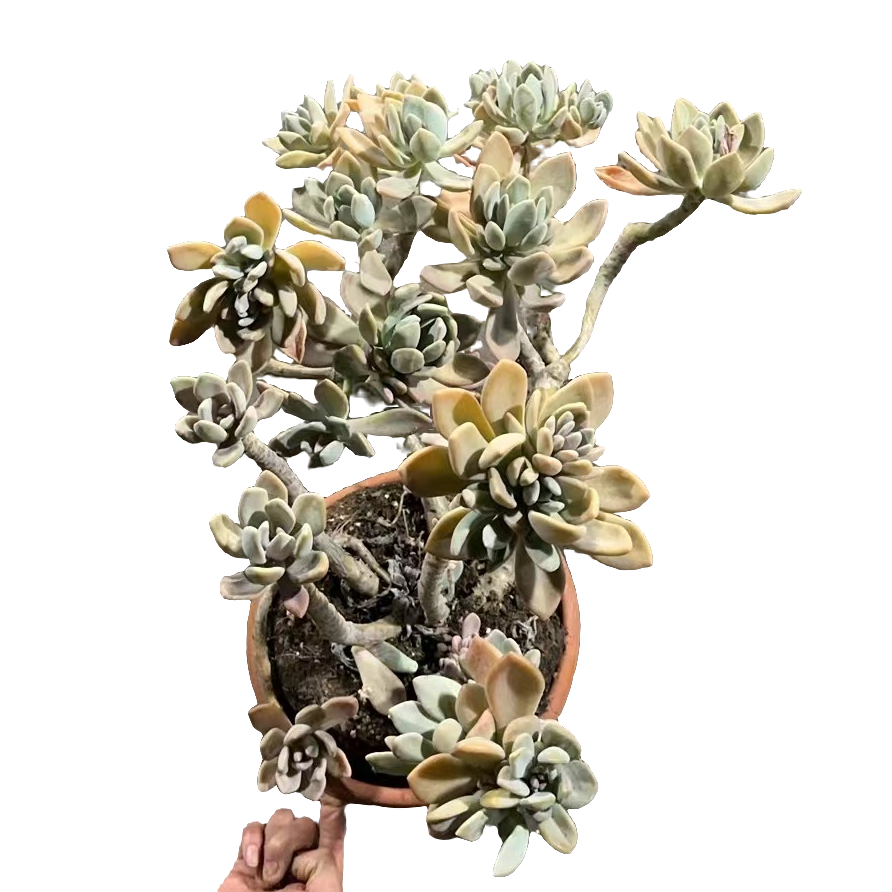 精品多肉【冬美人】新手家庭空气净化植物