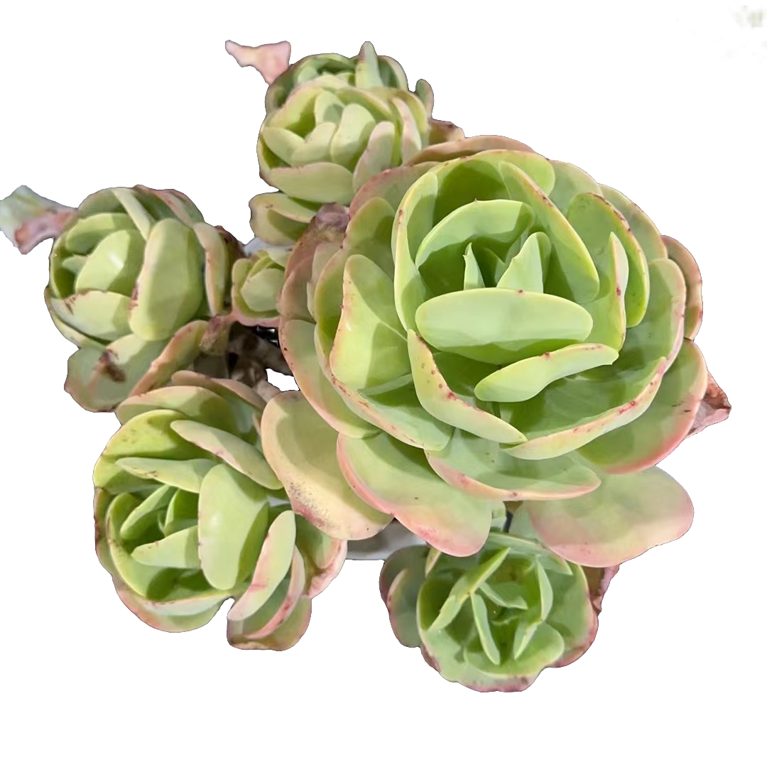 精品多肉【捧花鸡蛋碧桃】新手家庭空气净化植物