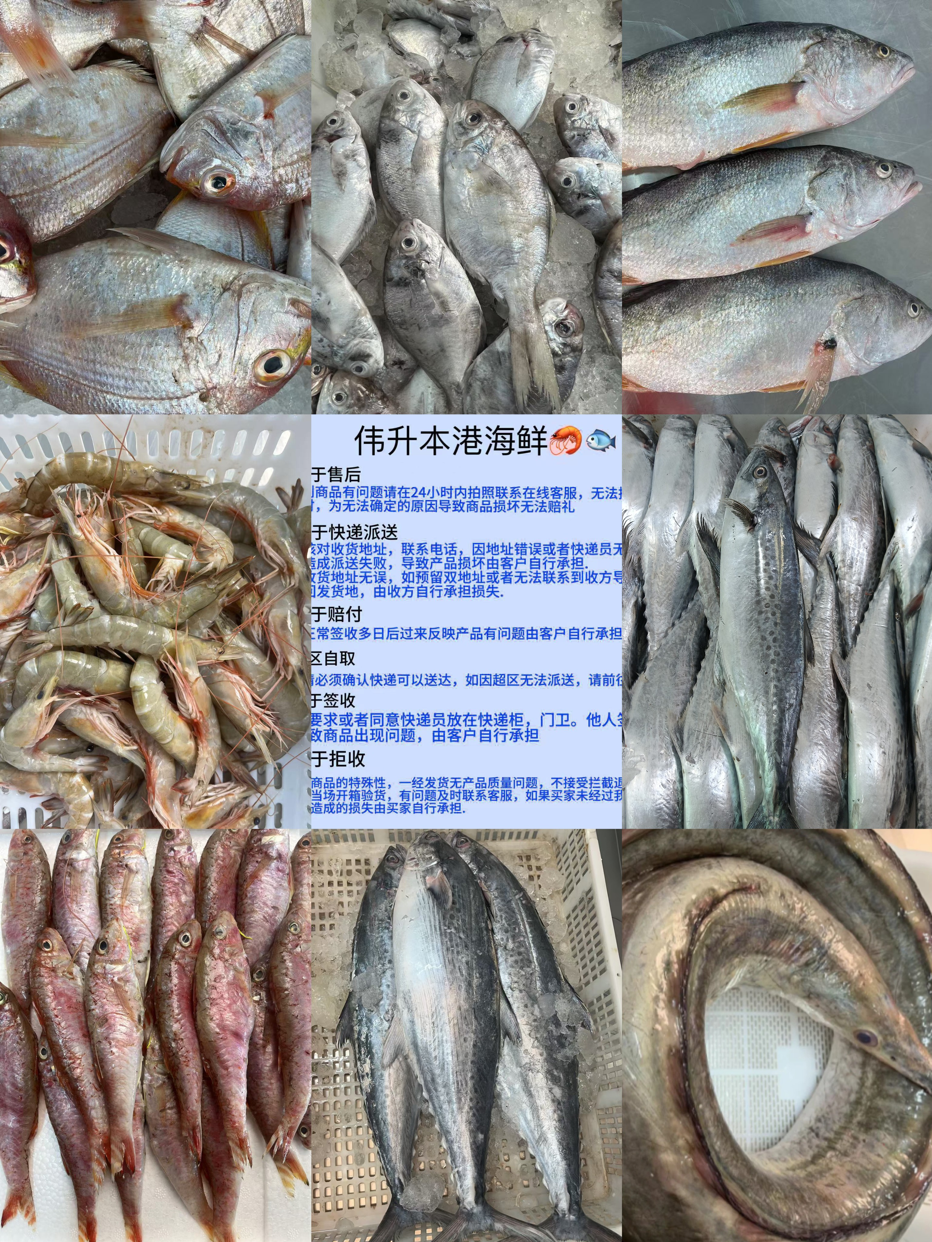 本港新鲜海鲜杂鱼临时链接《杂鱼链接》
