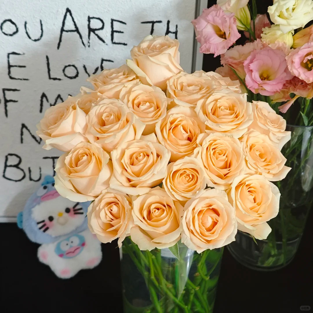 【DH蜜桃雪山玫瑰】斗南鲜花云南直发玫瑰鲜花两单京东冷链包邮