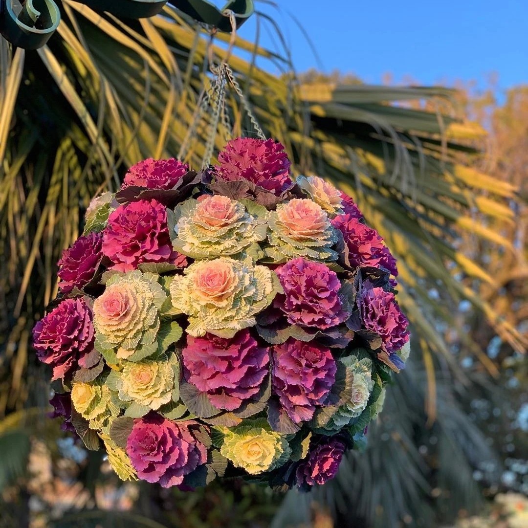 棒棒糖 玫瑰甘蓝 切花品种 耐冻好看好养（清地福利）