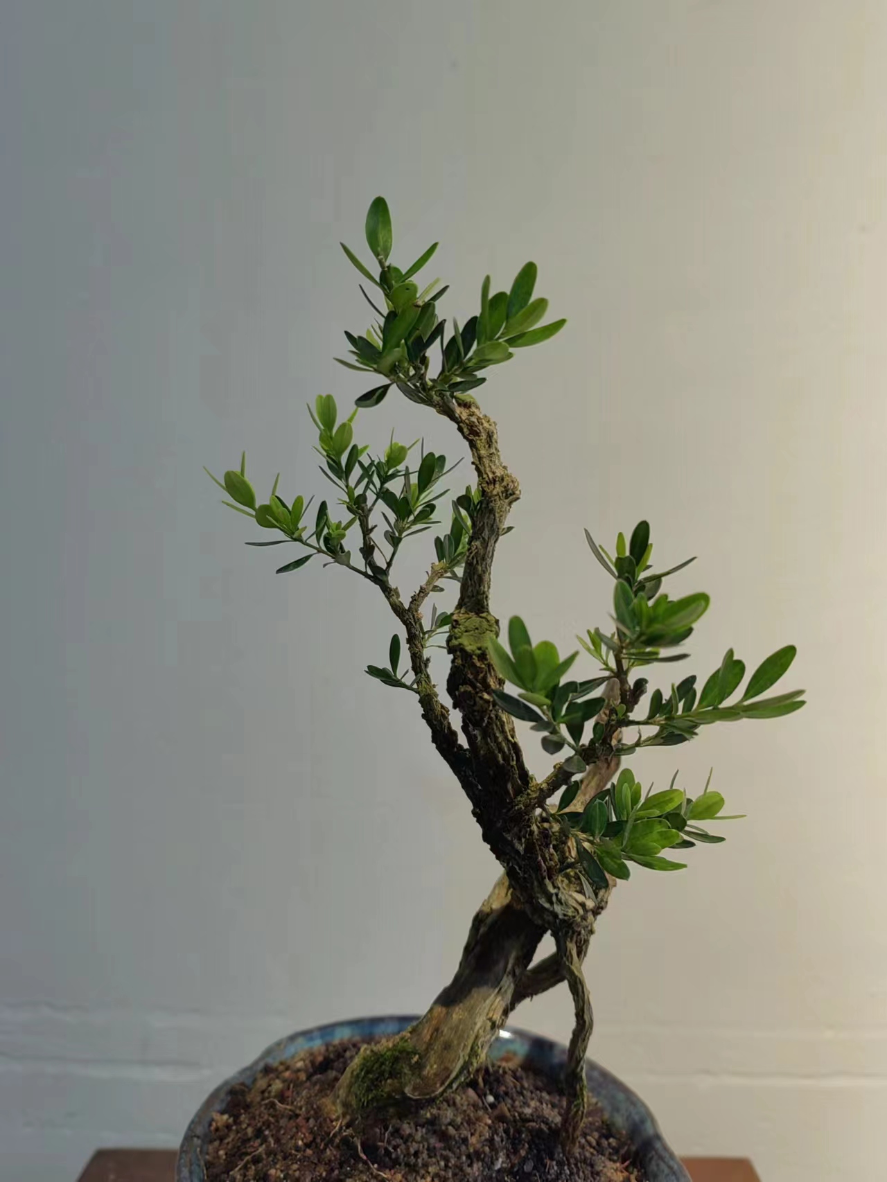 福建闽江米叶水黄杨