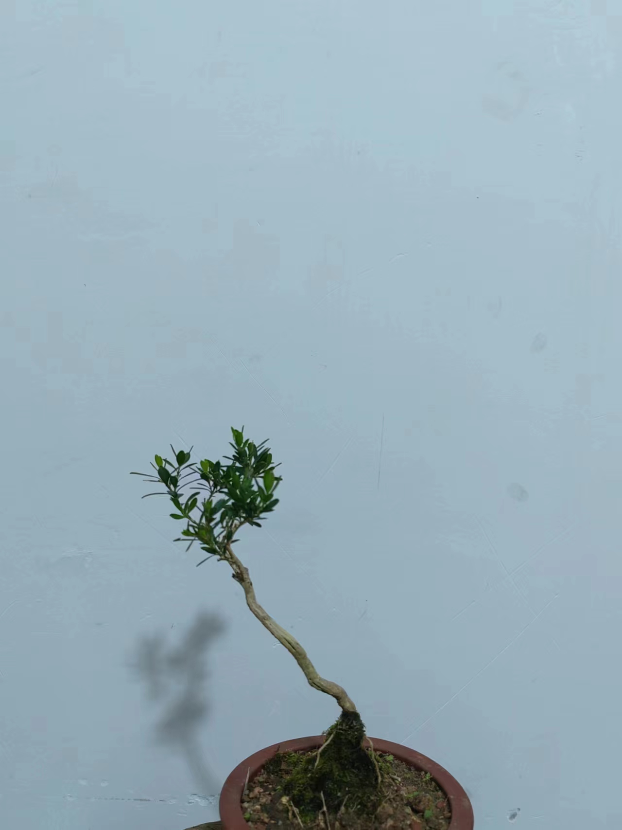 福建闽江米叶水黄杨