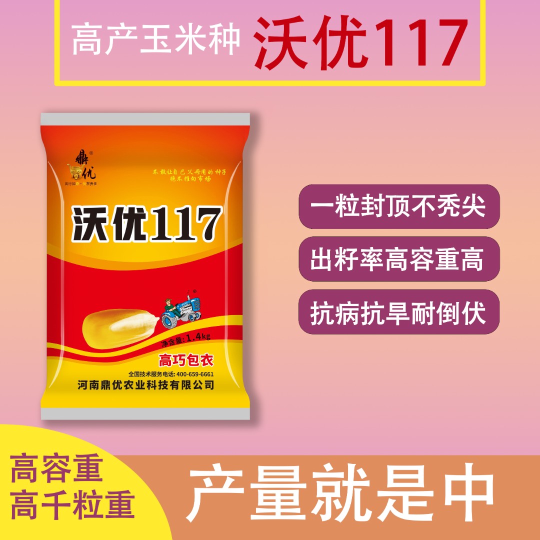 鼎优沃优117 玉米种抗病耐倒伏耐旱产量高