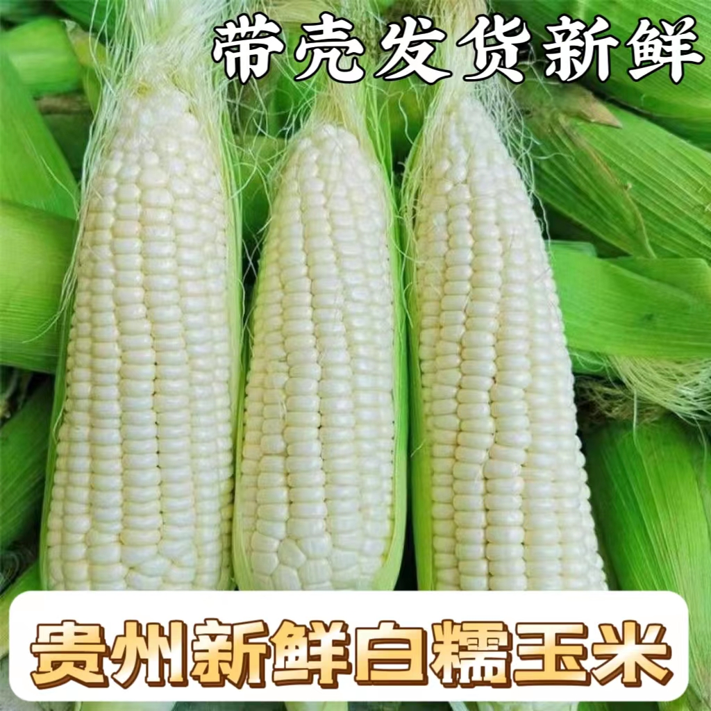 贵州特产高山当季新鲜白糯玉米嫩甜香糯白糯玉米带壳发更新鲜3斤