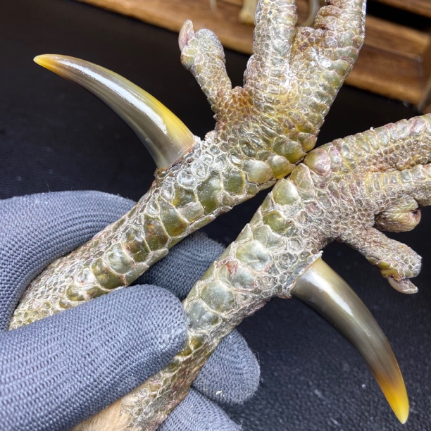 文玩鸡爪骨手把件（一对粗蹬 处理好十天左右发货）