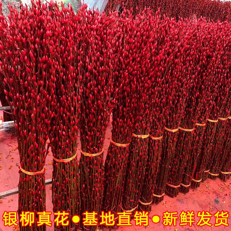 银柳真花鲜枝年宵花卉七多彩大红色银柳干花柳枝水养装饰招财1米2