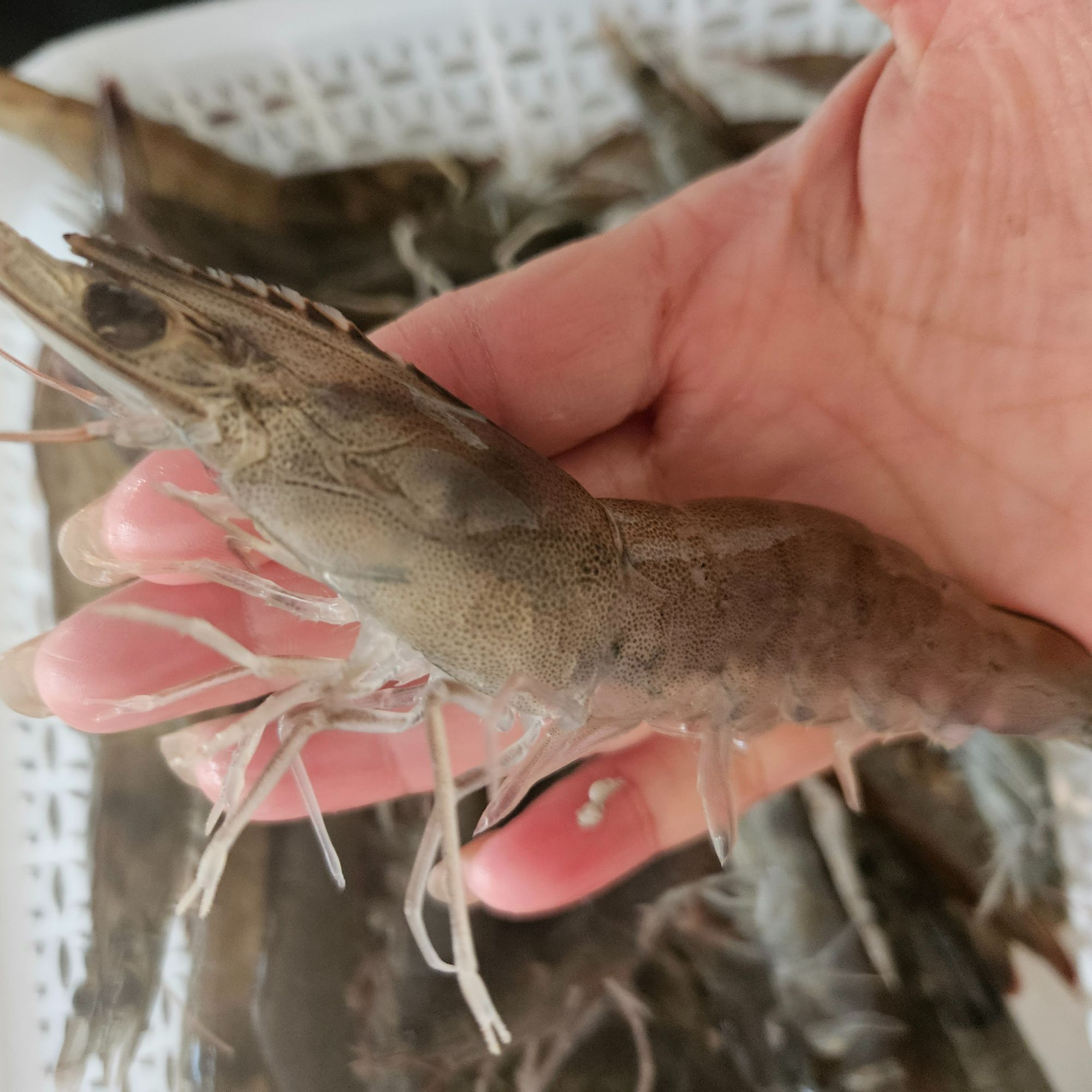 30/40四斤装 大规格海洋对虾 急冻冷链发货