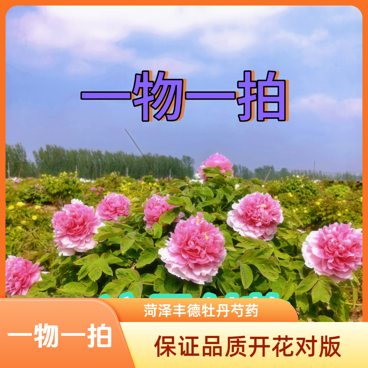 【一物一拍】牡丹芍药种苗一物一拍付款
