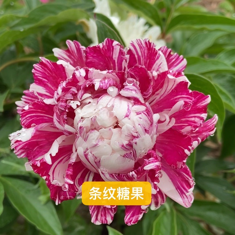 芍药裸根苗 条纹糖果 秋季发货