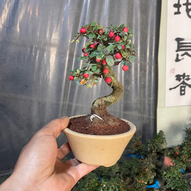 云南栒子植物茶台绿植小品珍珠解读雀梅桃金娘荀子盆景荀子盆栽