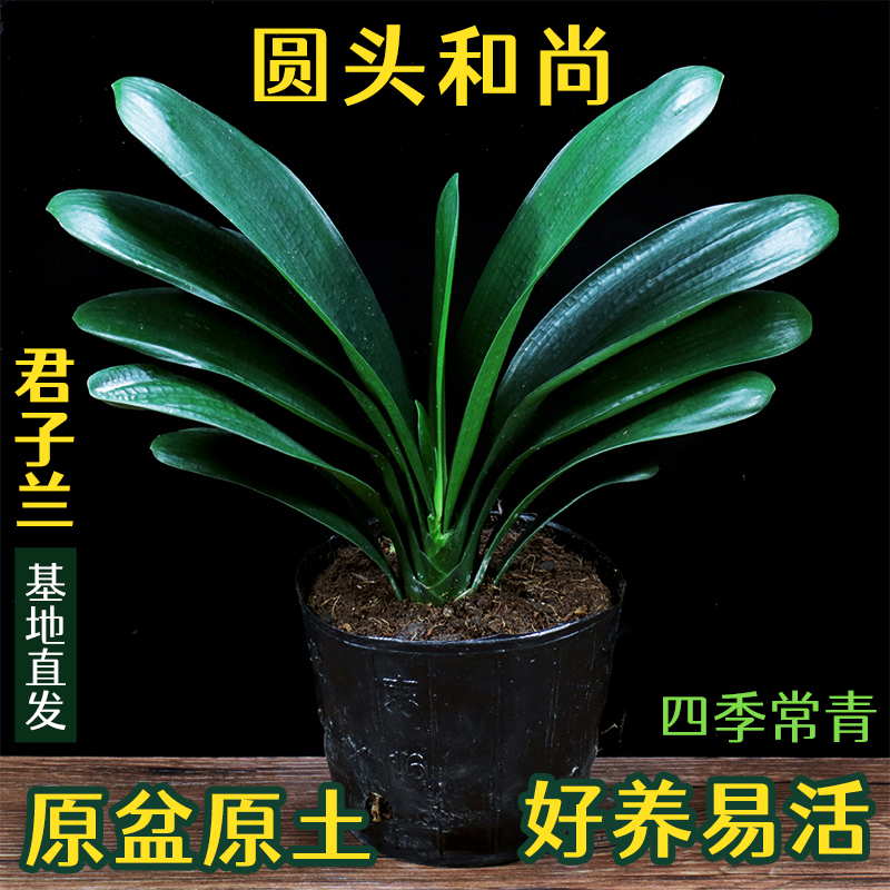 君子兰盆栽圆头宽叶君子兰室内四季常青客厅植物君子兰花苗君子兰
