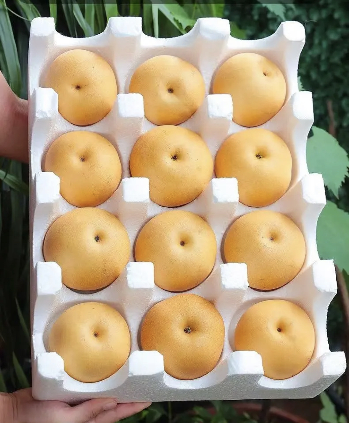 正宗秋月梨新鲜水果
