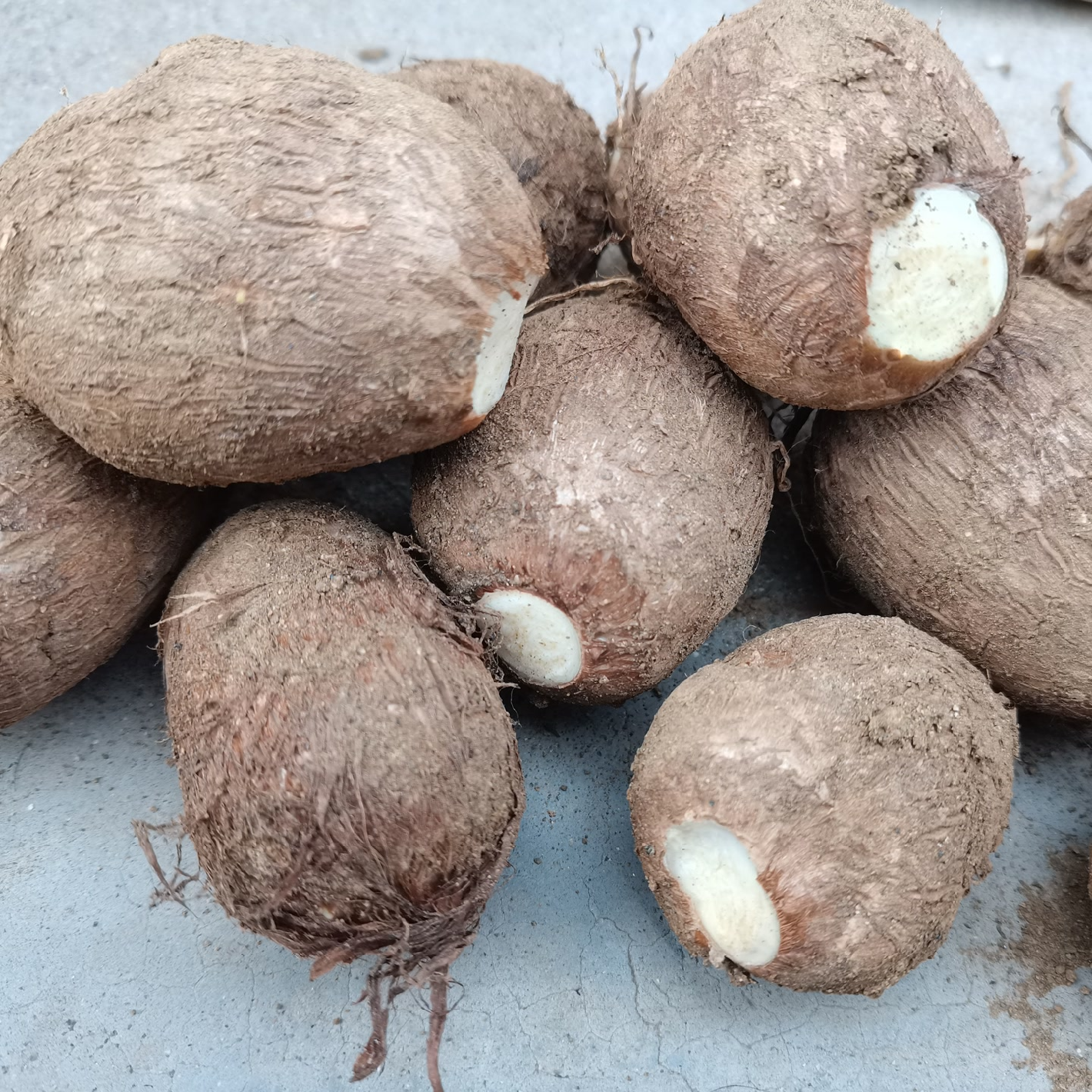 山东芋头新鲜芋艿香芋农家香甜软糯毛芋