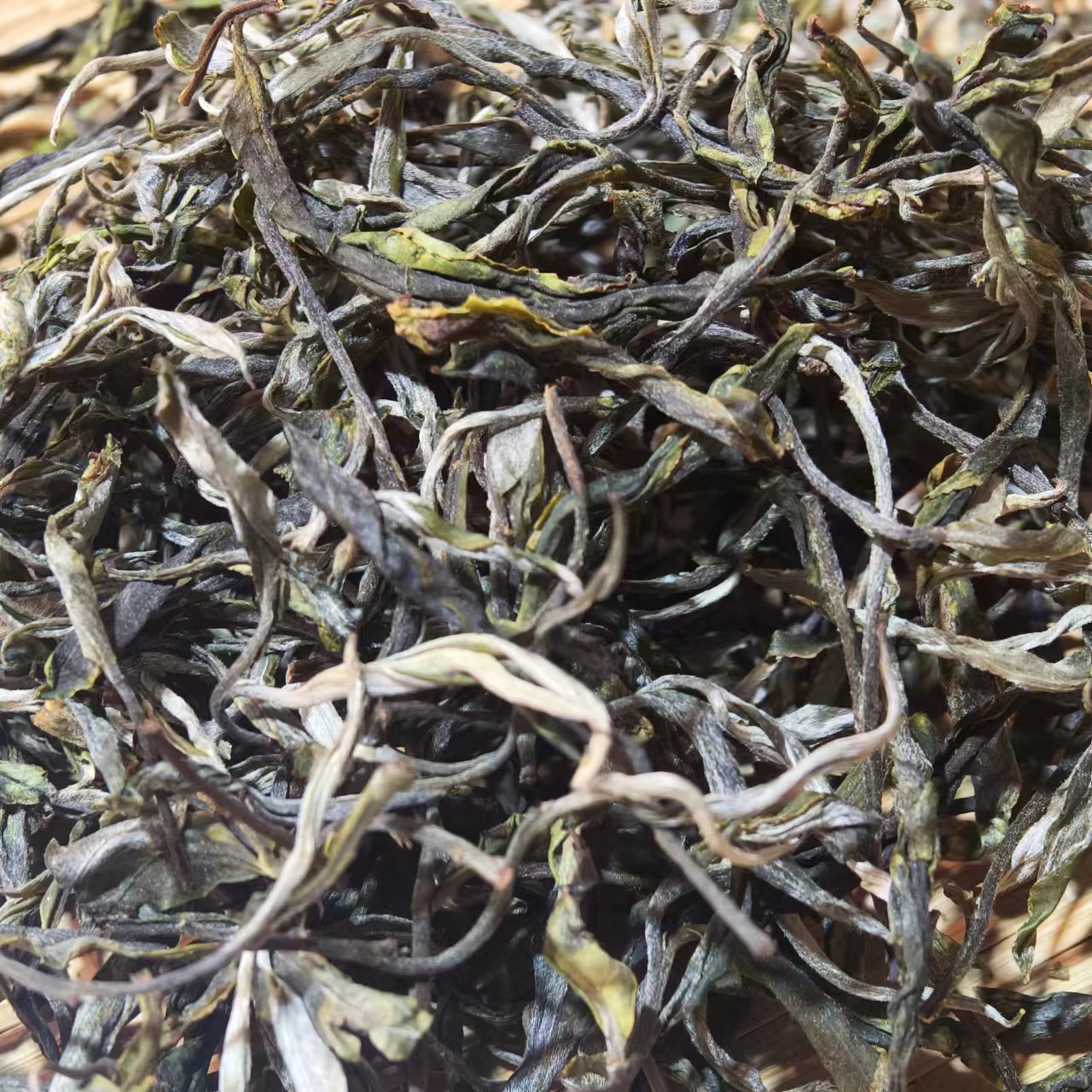 2025年小户赛头春大树