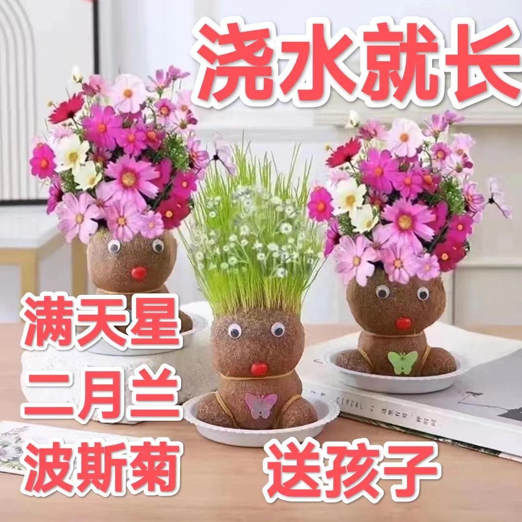 新款开花娃娃草头娃娃盆栽桌面摆件好养绿植网红同款培养儿童兴趣