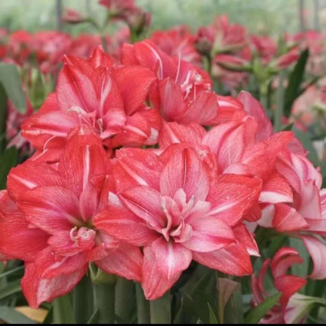 混和 重瓣自然球  朱顶红  1+厘米红色