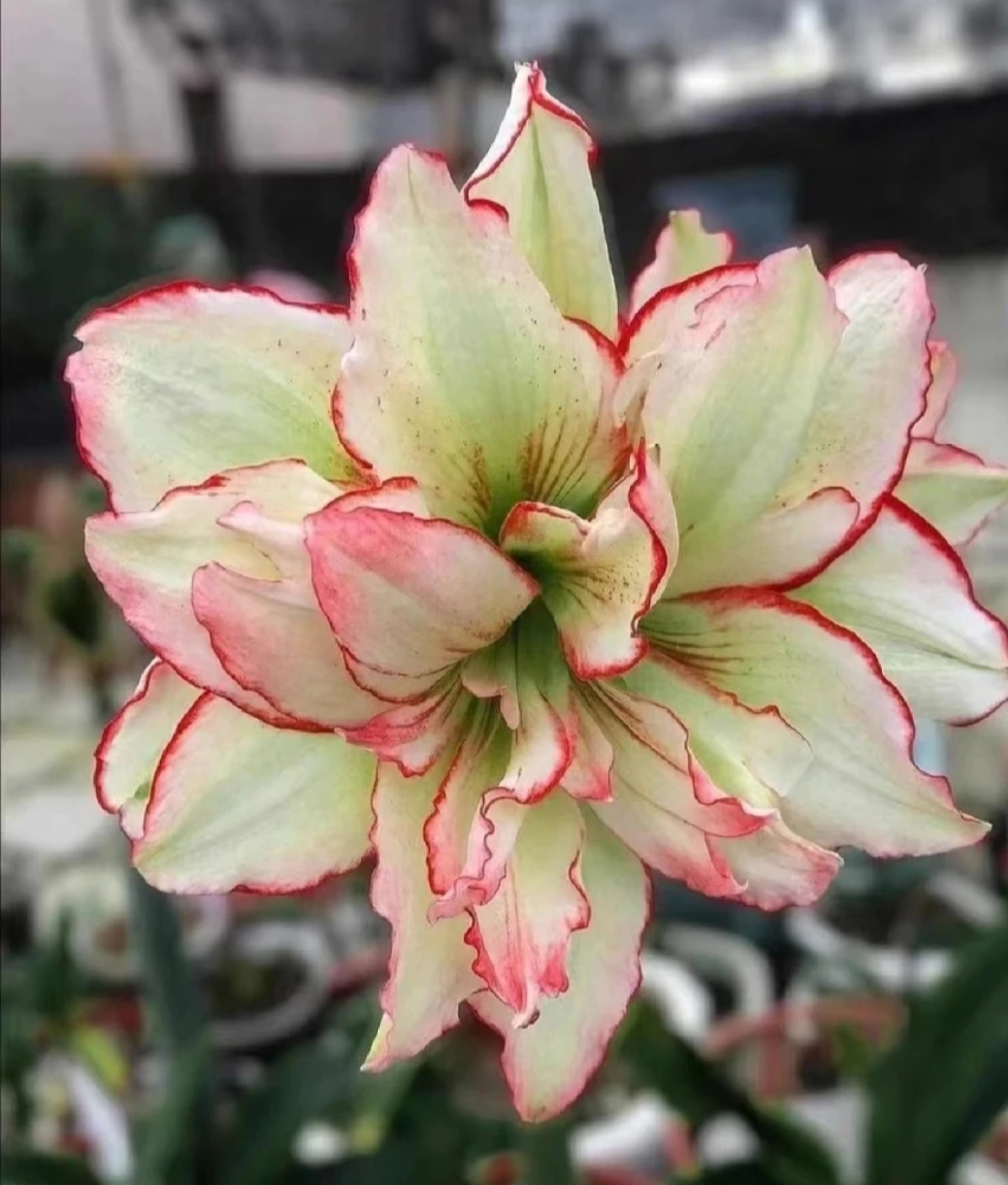 伊莲娜花卉  朱顶红 重瓣  3厘米到5厘米