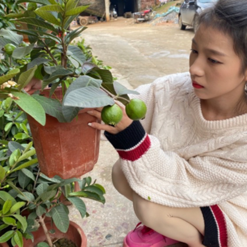 一物一拍，精品果树苗