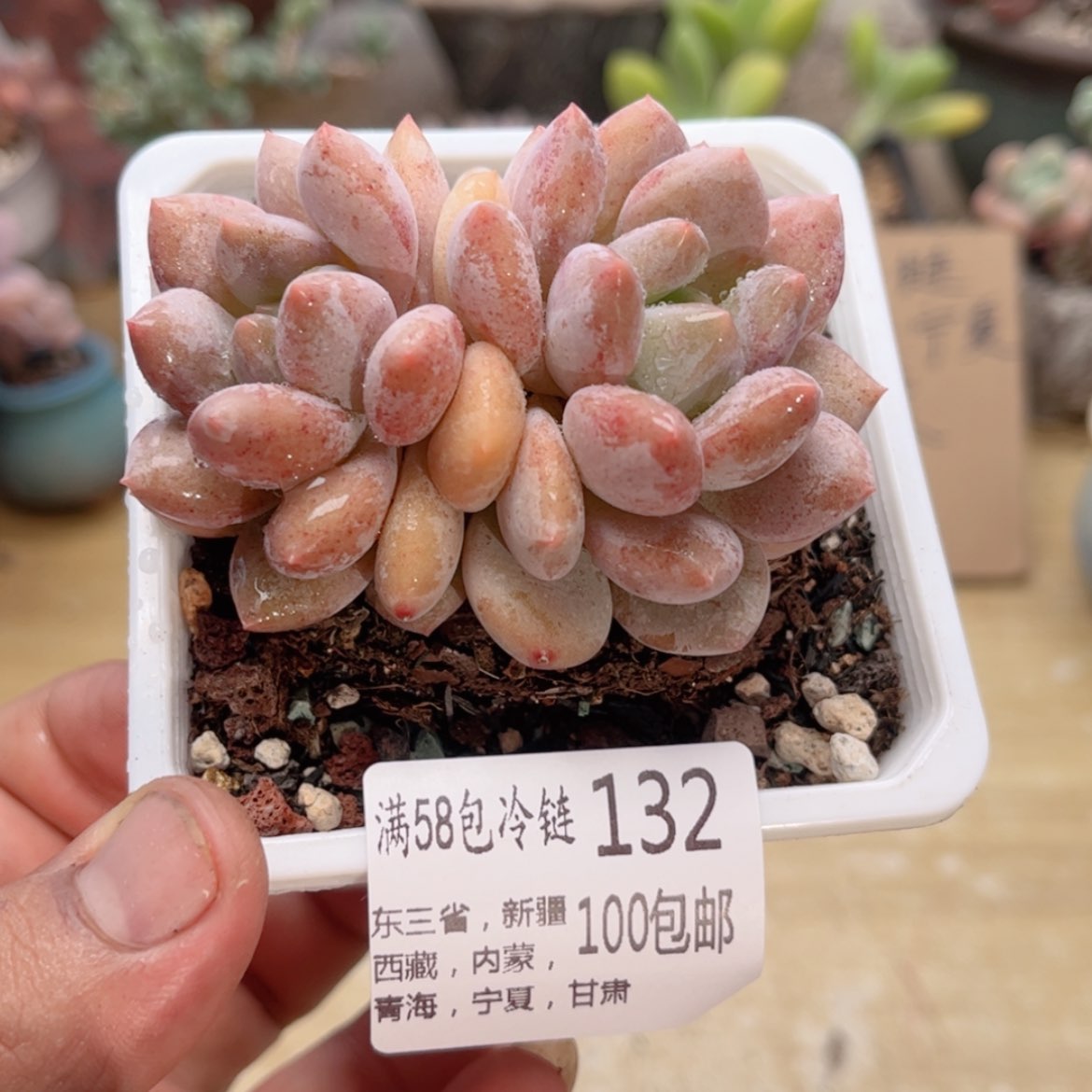【闪购商品】132半夏美人