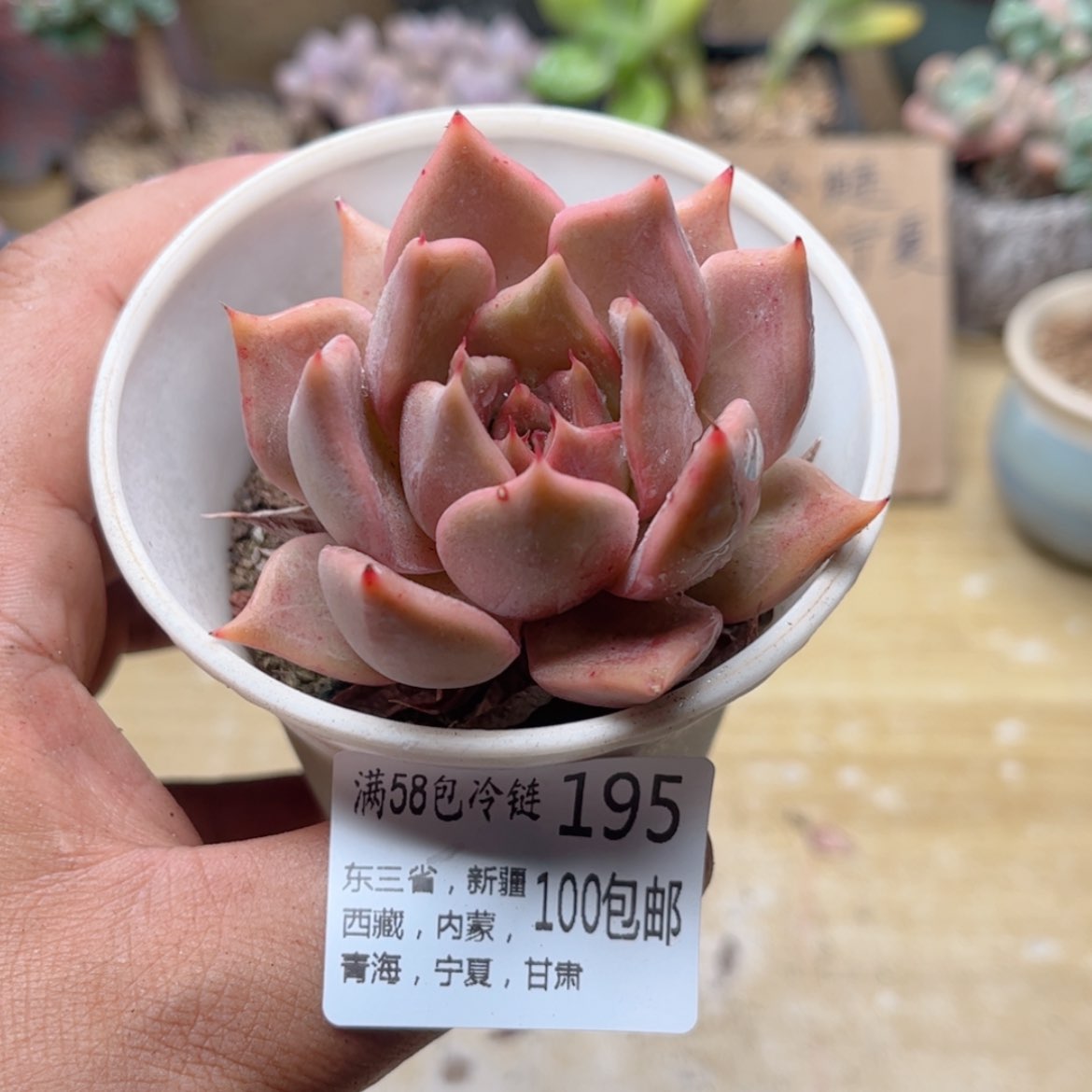 【闪购商品】195东云新品