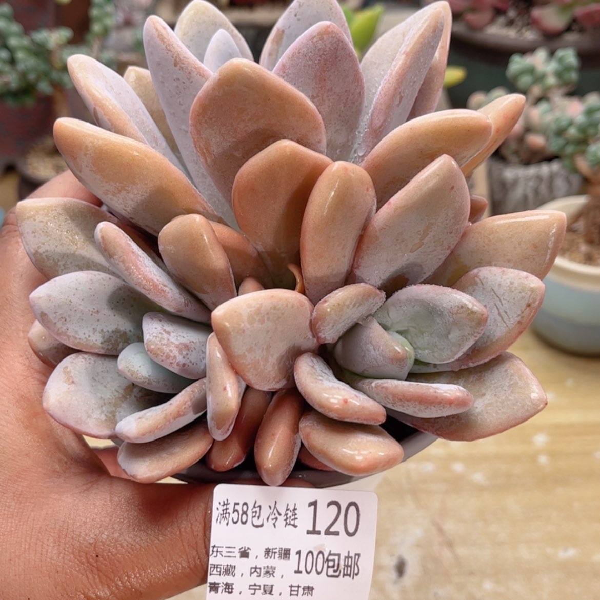 【闪购商品】120粉兔