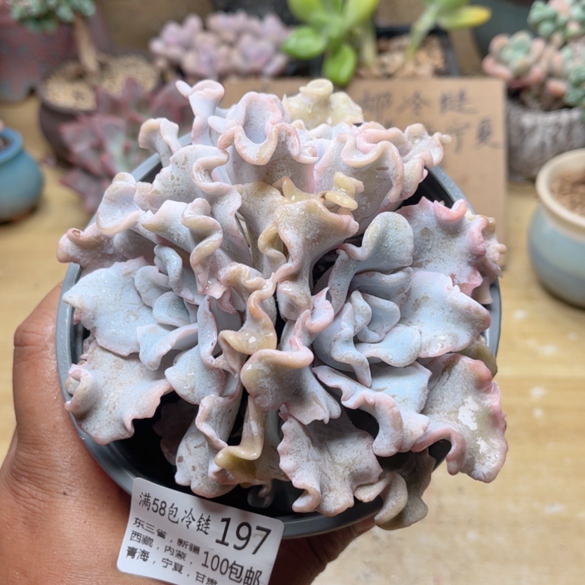 【闪购商品】197芭蕾舞者
