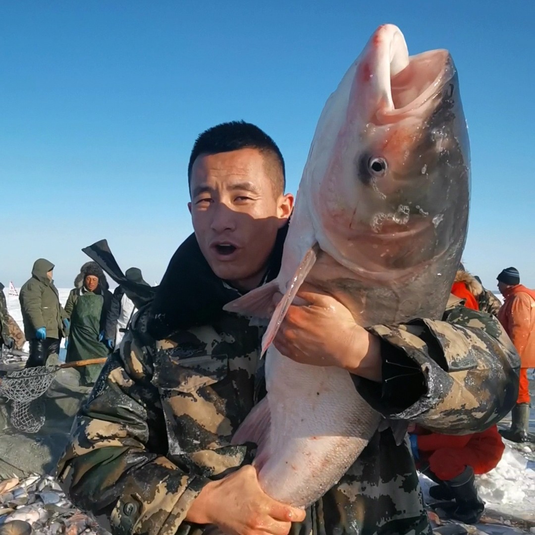 领鲜淡水胖头鱼王【18斤一条】