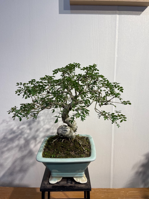 白蜡盆景童子功老桩石湾兽面盆（高度30冠幅30）