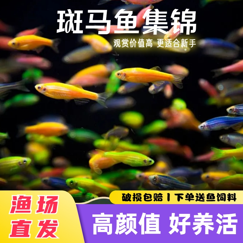 好养耐活热带淡水鱼精品观赏鱼冷水练手鱼小型群游鱼