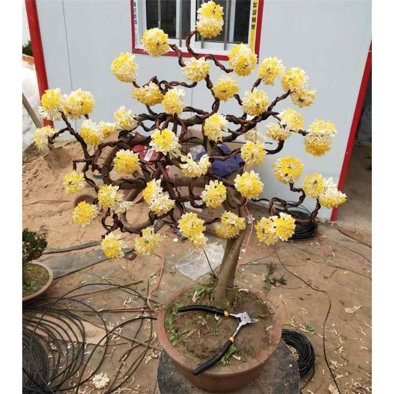 结香花，花语象征爱情的！