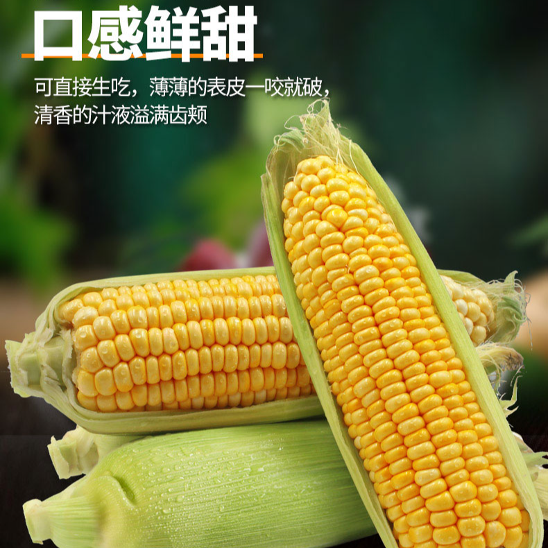 （新鲜现摘）鲜嫩水果甜玉米8-10根5斤装
