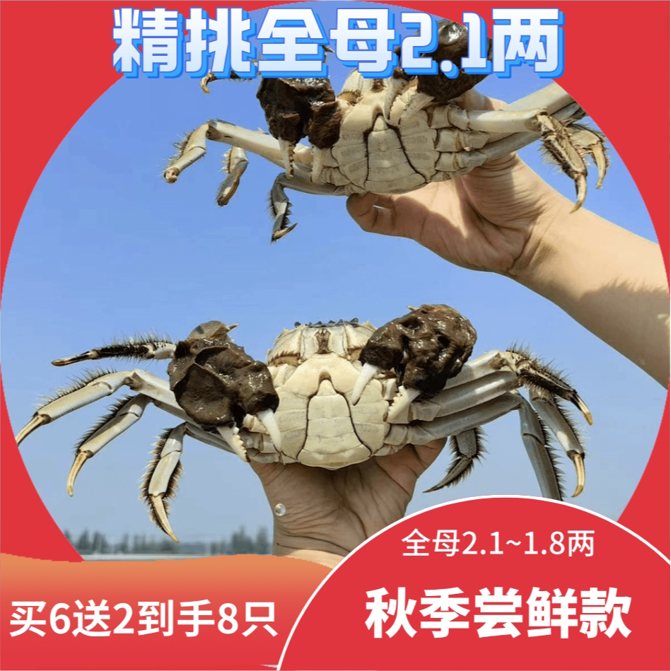 【活蟹现发】江苏精挑大闸蟹全母2两（2.1-1.8两）买6只送2只到手8只