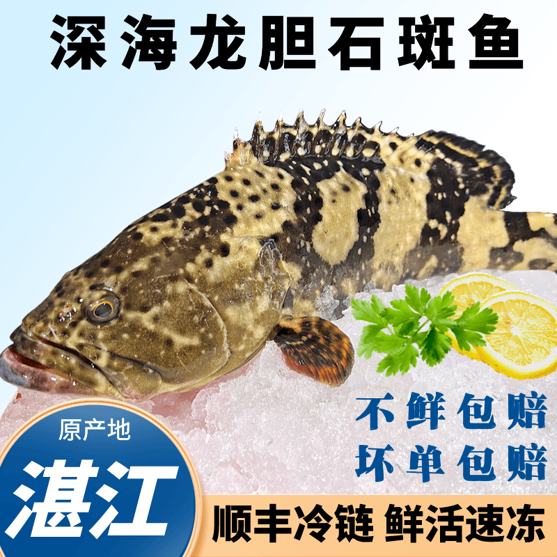 【3+3】石斑鱼+石九公虎头斑黑腹鲉鱼海鲜装速冻味道鲜美