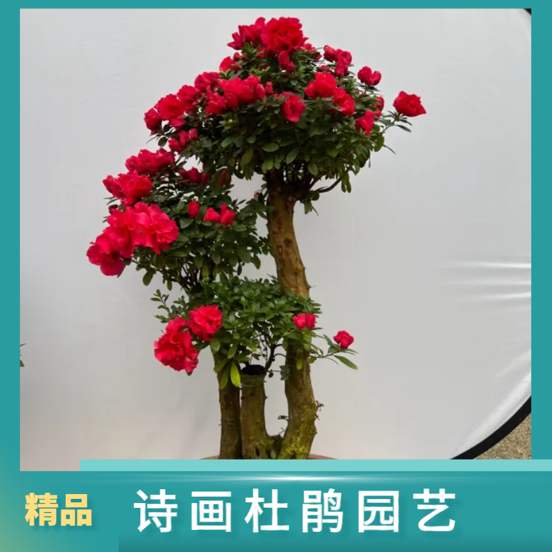 （一物一拍）杜鹃花杨梅红多季开好养易活飘窗阳台庭院盆景园林花卉
