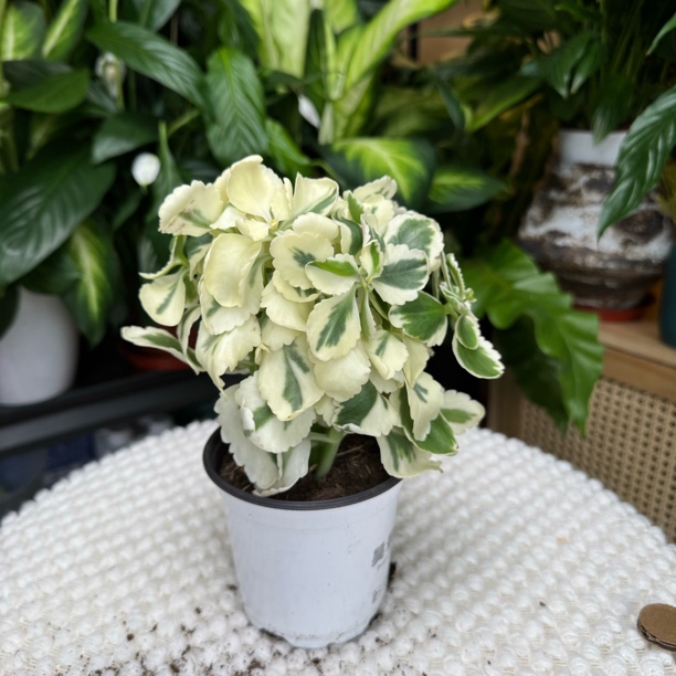 【小胖卖花】锦玉长寿花锦玉新品种盆栽花卉绿植批发