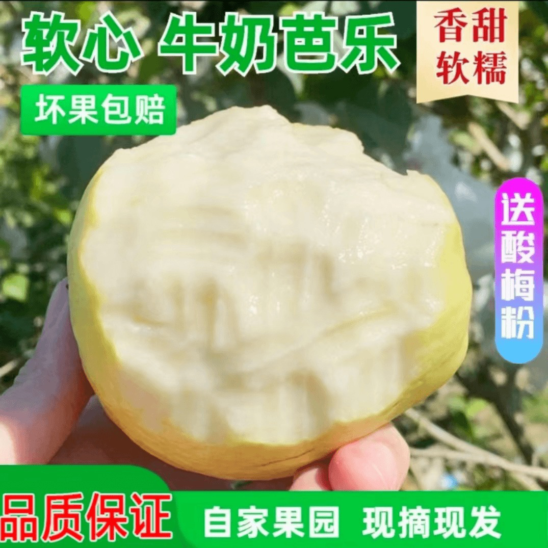 【精品奶油芭乐大果】广西老树软心白心芭乐番石榴水果1/3/5斤净重