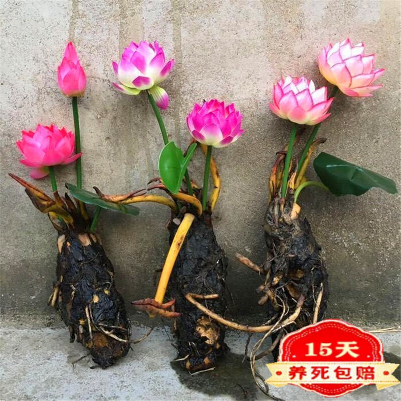 四季开花睡莲水培植物迷你睡莲根块荷花莲花室内阳台盆栽绿植