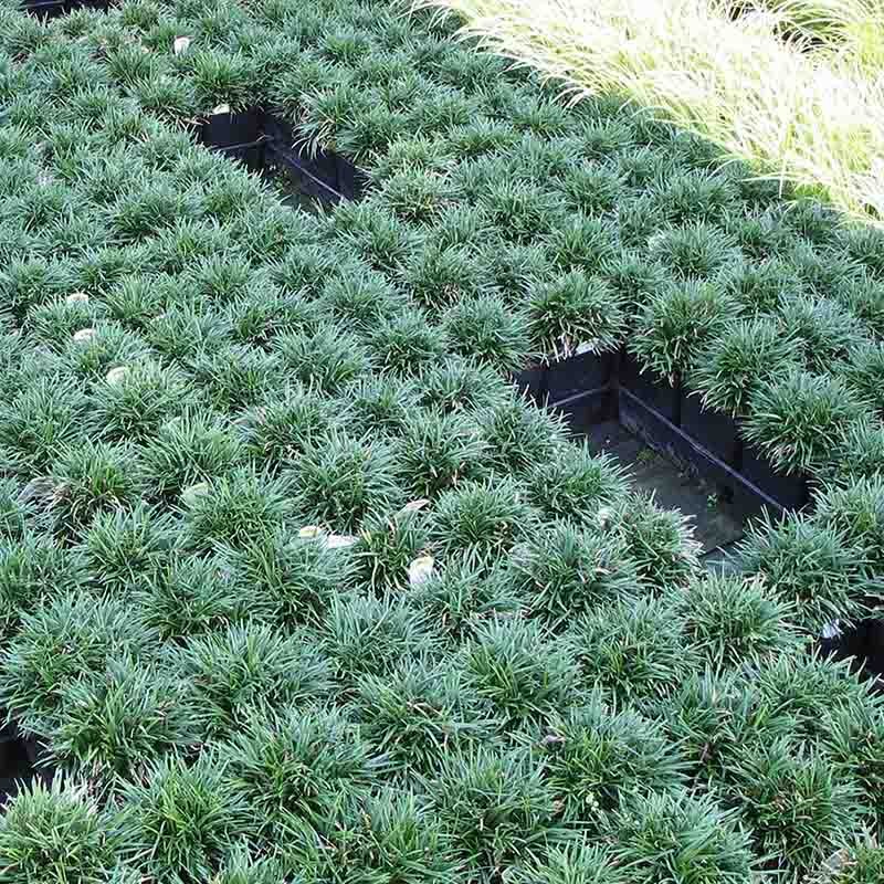 日本矮麦冬草耐寒庭院园林绿化草坪植物矮生麦冬草苗玉龙草花乡古